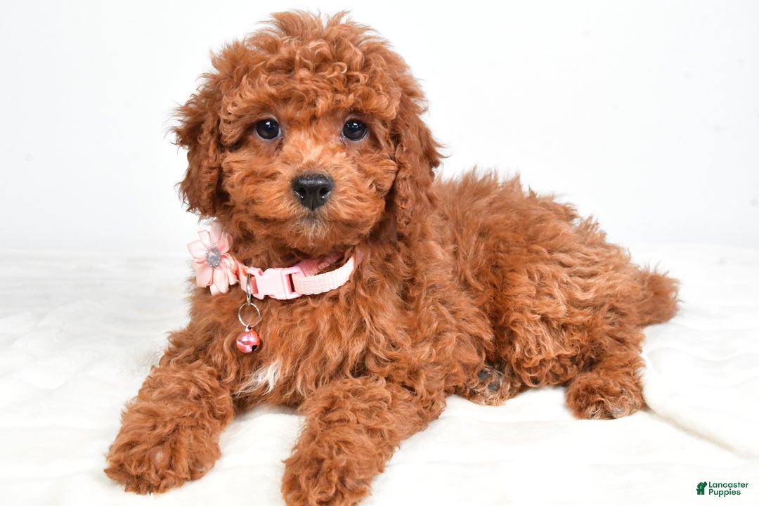 Cavapoo dogs for sale: Serena - Ad 5