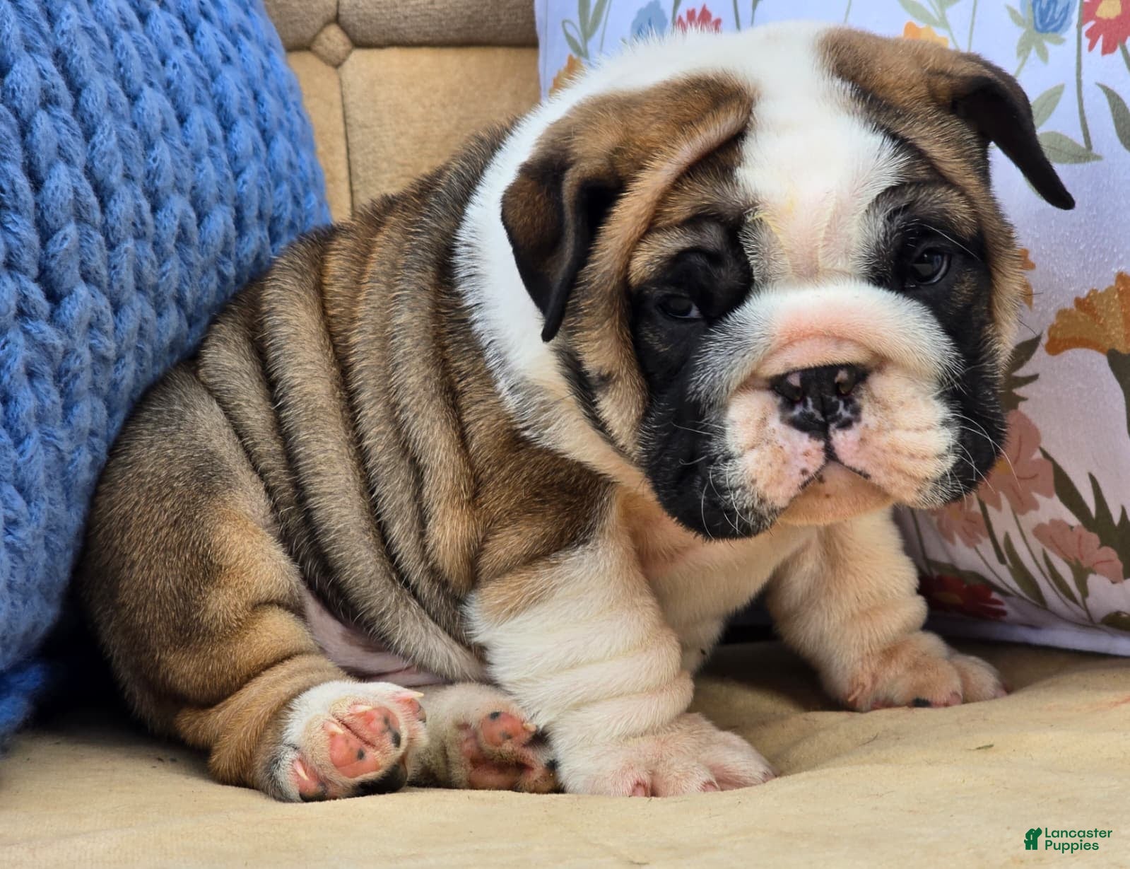 English Bulldog dogs Bubbles - Ad 34