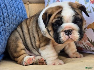 English Bulldog dogs Bubbles - Ad 4