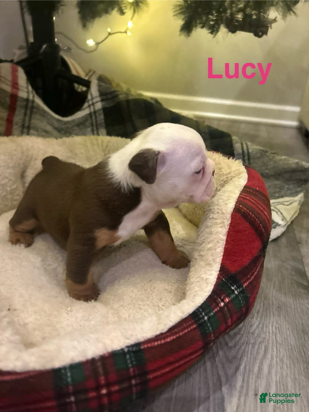 English Bulldog dogs for sale: Lucy - Ad 2