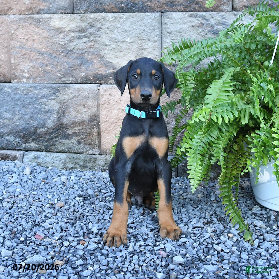 Doberman Pinscher dogs Pirate - Ad 1
