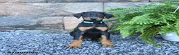 Doberman Pinscher dogs for sale: Pirate - Ad 1