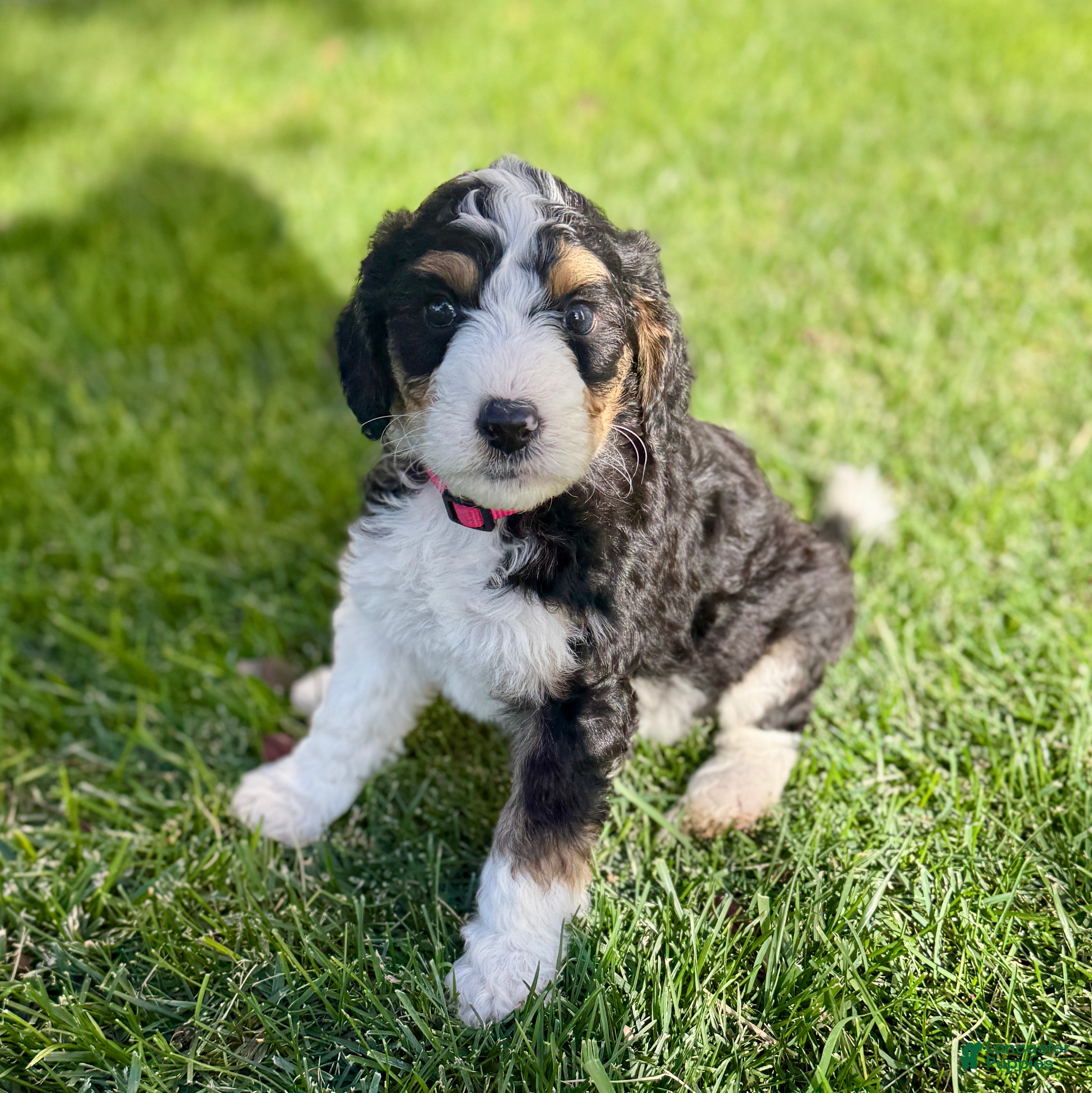 Bernedoodle dogs Wednesday - Ad 1
