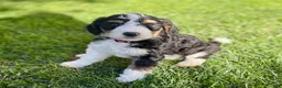 Bernedoodle dogs for sale: Wednesday - Ad 1
