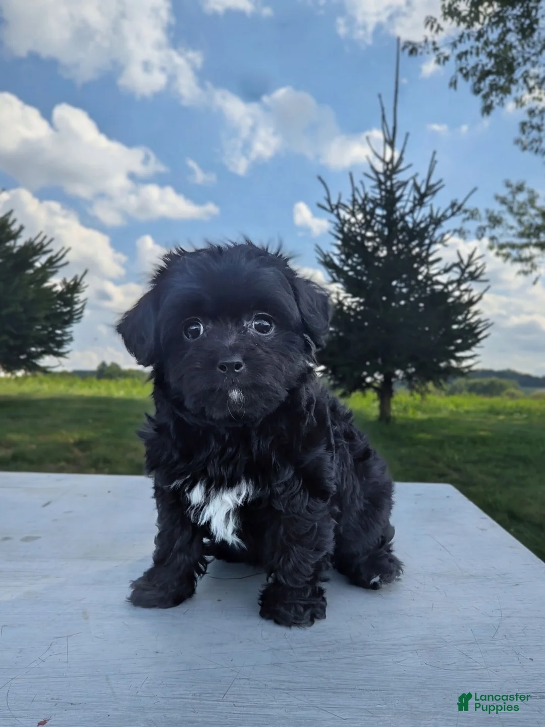 Chipoo dogs for sale: Eva - Ad 2