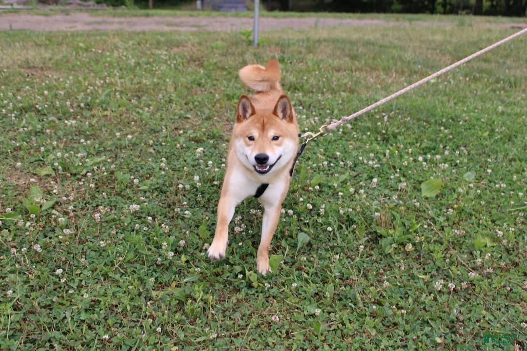 Shiba Inu dogs for sale: Doodle  - Ad 13