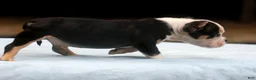 American Bully dogs for sale: Black Tri Male - Ad 5