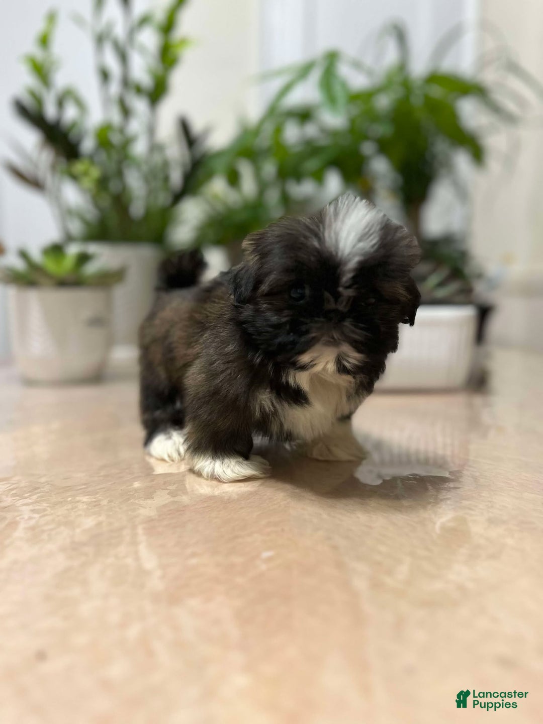 Shih Tzu dogs for sale: Kiss - Ad 2