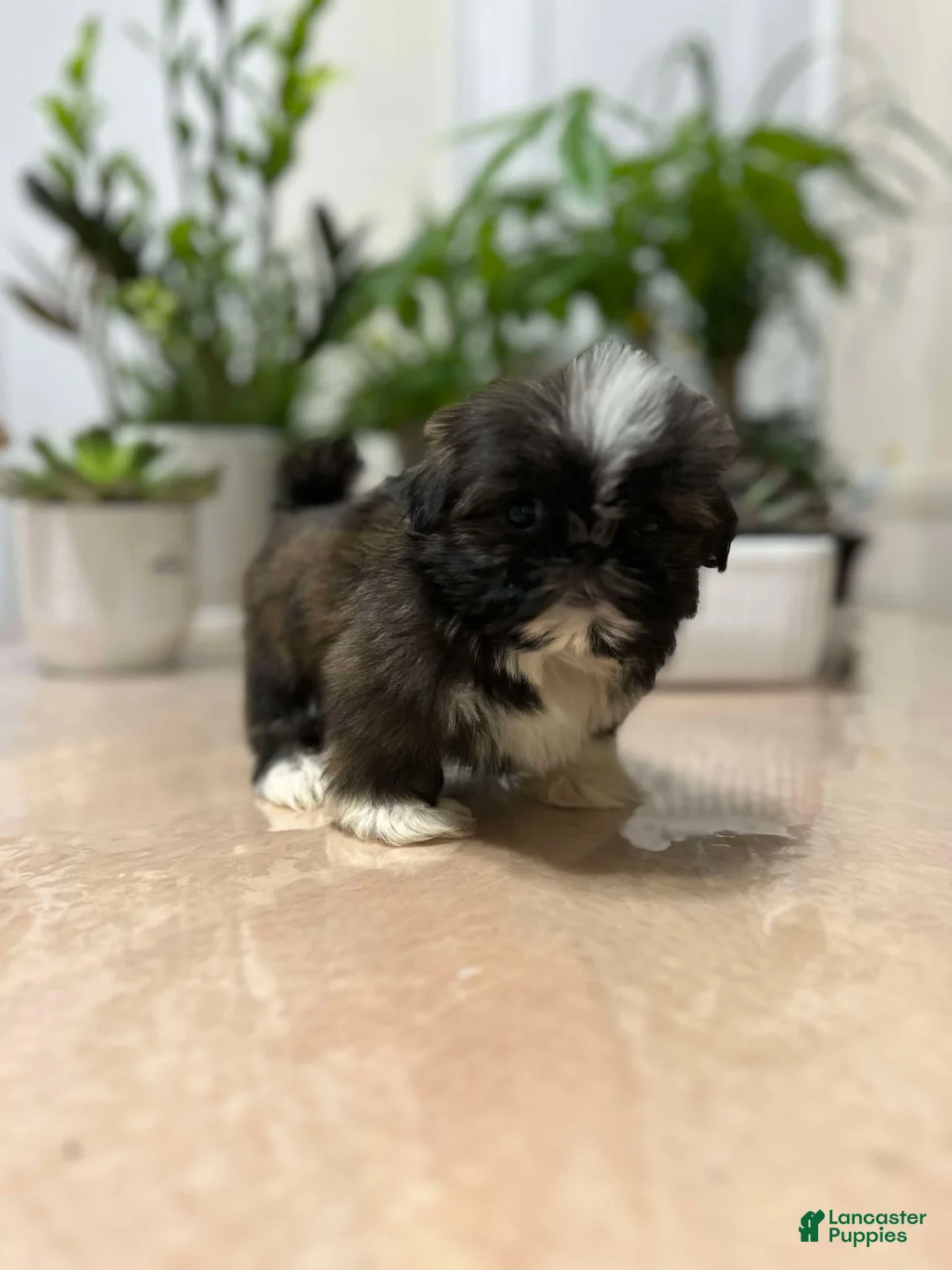 Shih Tzu dogs for sale: Kiss - Ad 2