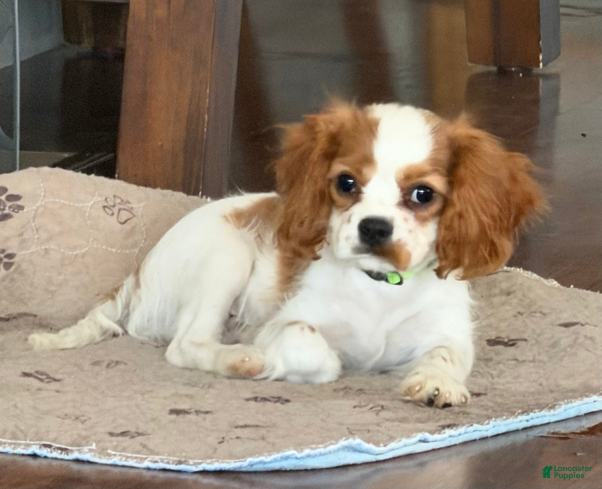 Cavalier King Charles Spaniel dogs Cavalier King Charles Spaniel 3 - Ad 8