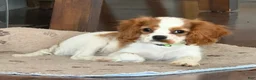 Cavalier King Charles Spaniel dogs for sale: Cavalier King Charles Spaniel 3 - Ad 1