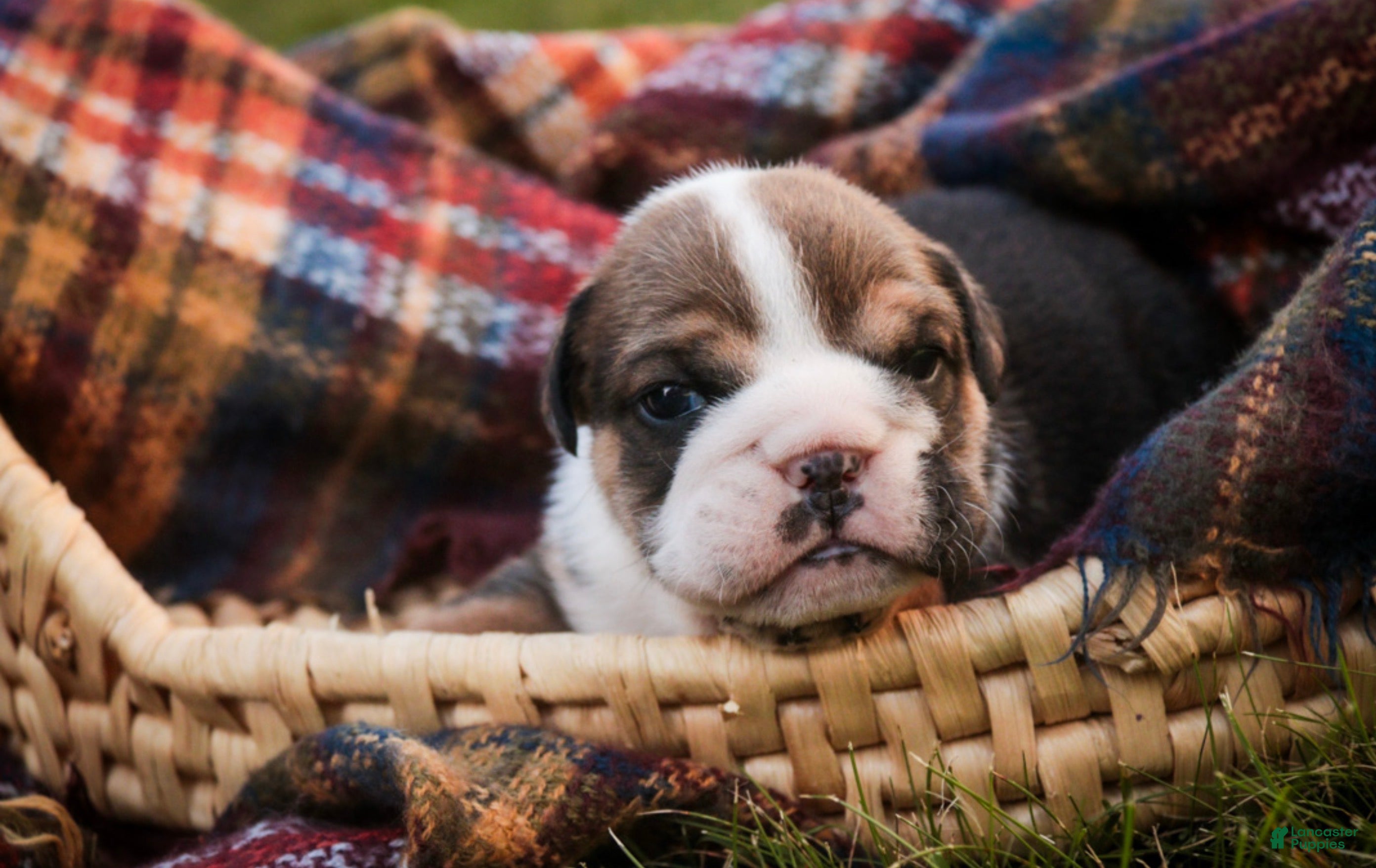 English Bulldog dogs Walter English Bulldog  - Ad 2