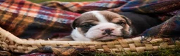 English Bulldog dogs for sale: Walter English Bulldog  - Ad 2
