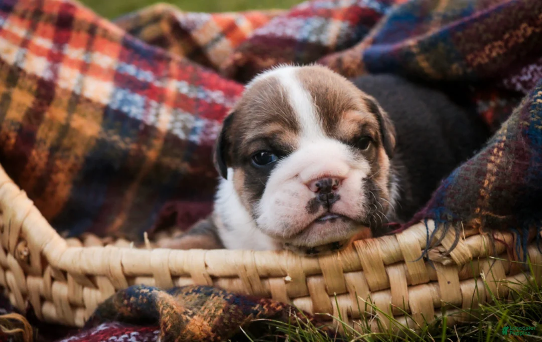 English Bulldog dogs for sale: Walter English Bulldog  - Ad 2