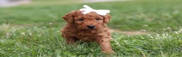 Mini Goldendoodle dogs for sale: Tasha - Ad 7