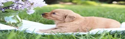 Golden Retriever dogs for sale: Golden Retriever Puppy 3 - Ad 3