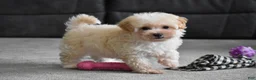 Maltipoo dogs for sale: Grant - Ad 12
