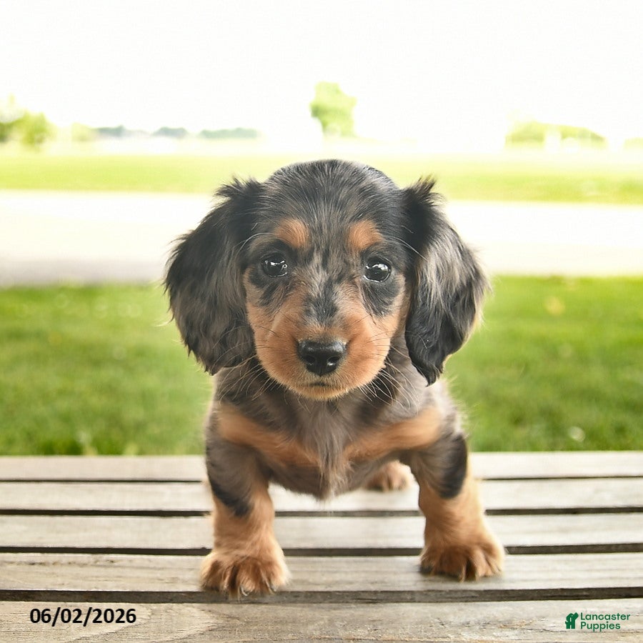 Miniature Dachshund dogs Ninja  - Ad 1
