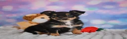 Chihuahua dogs for sale: Elvis - Ad 22
