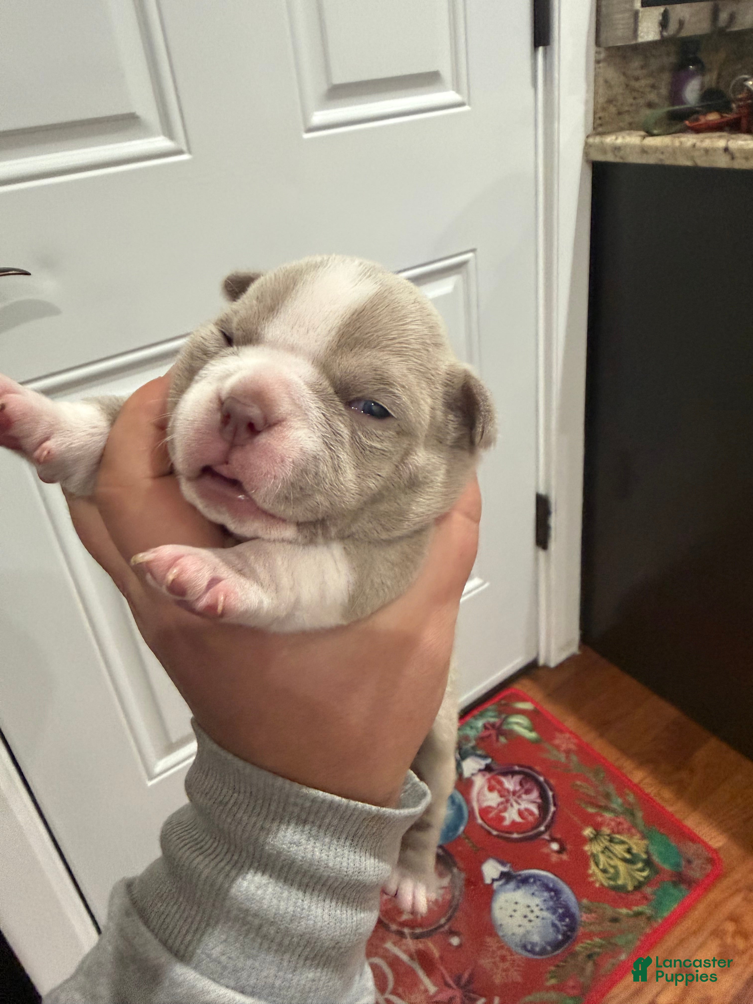 American Bully dogs American Bully Puppy 3 - Ad 14