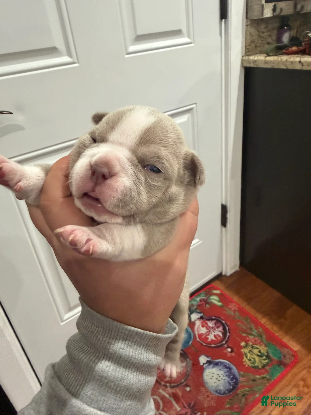 American Bully dogs for sale: American Bully Puppy 3 - Ad 1