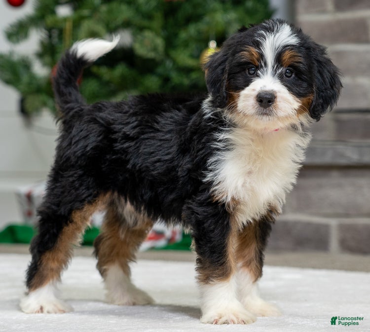 Mini Bernedoodle dogs Onyx - Ad 6