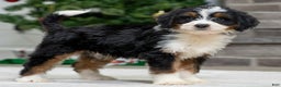 Mini Bernedoodle dogs for sale: Onyx - Ad 1