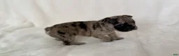 French Bulldog dogs for sale:  Patches - Ad 4