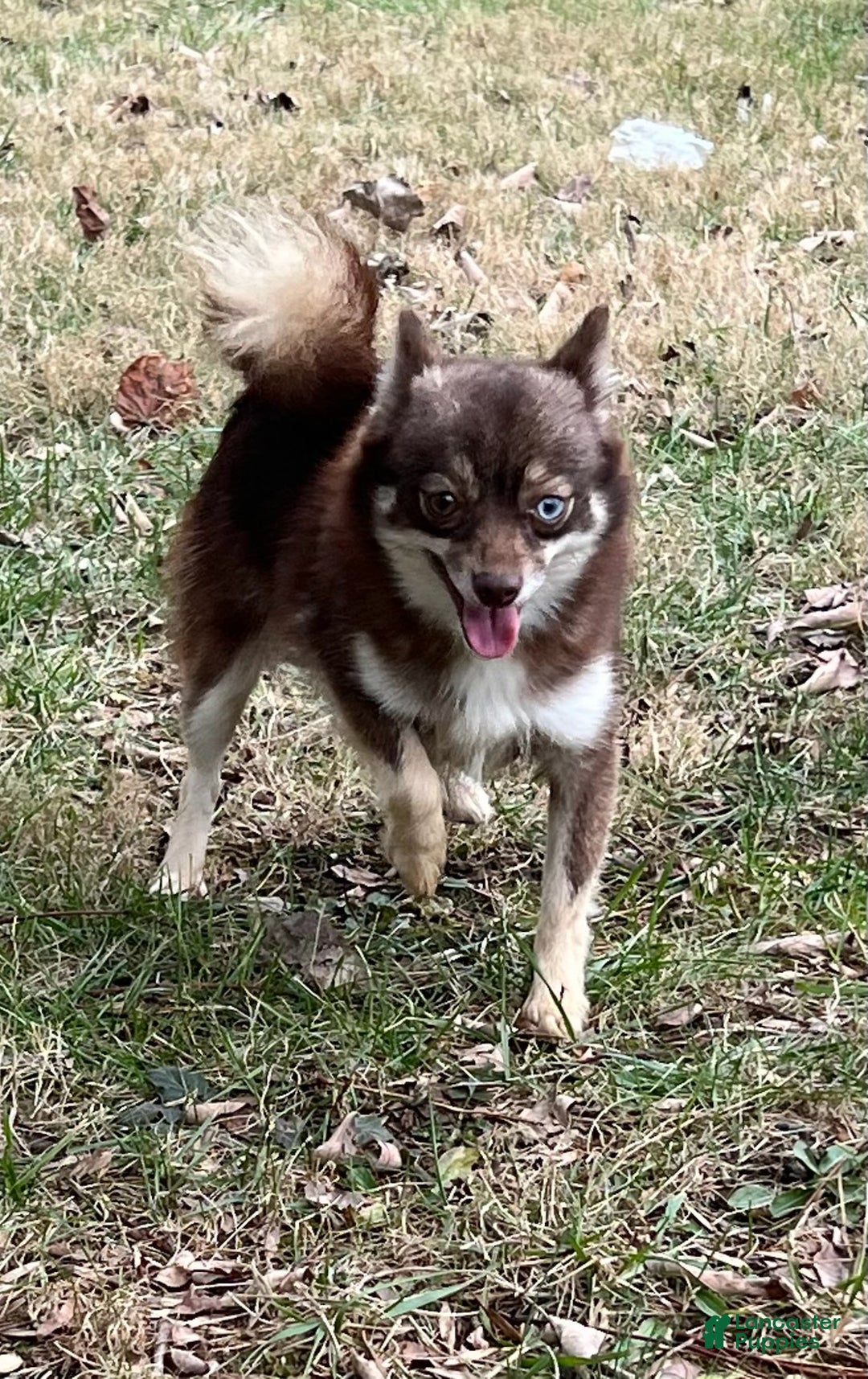 Pomsky dogs for sale: Logan - Ad 7