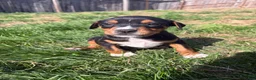 Mixed Breed dogs for sale: Stitch - Ad 7