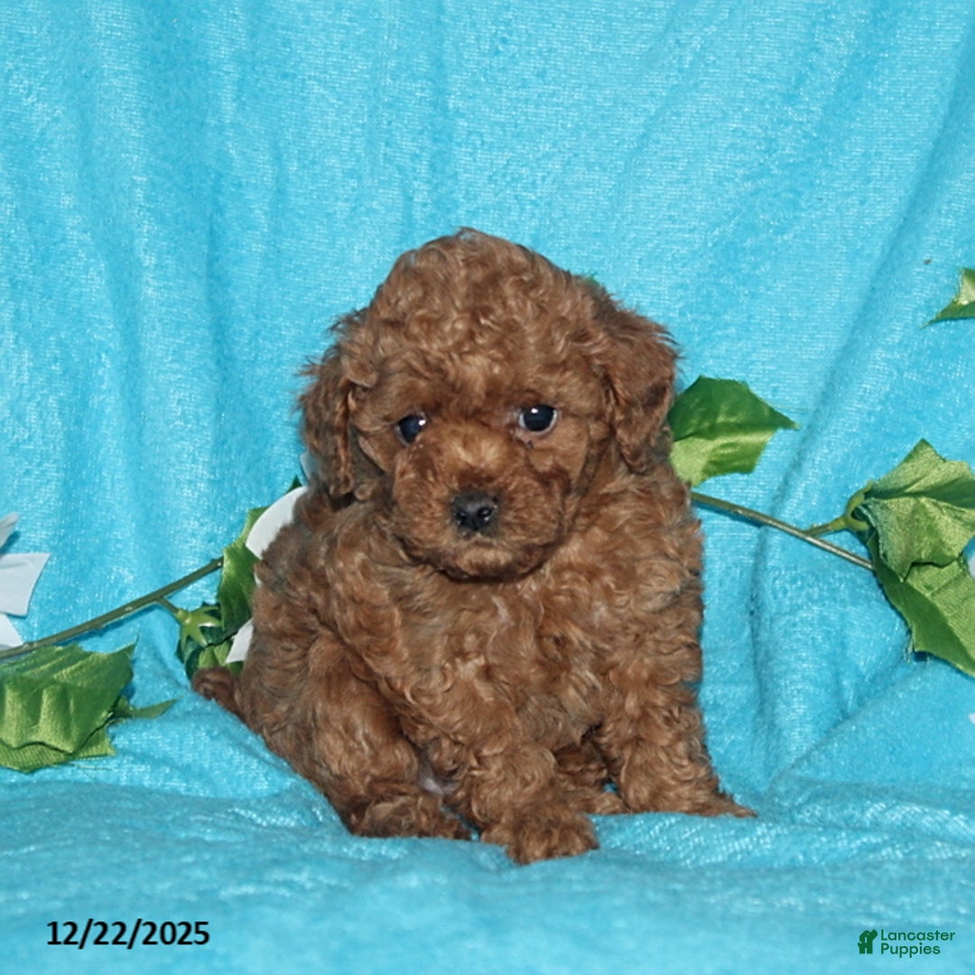 Toy Poodle dogs for sale: Rascal - Ad 3