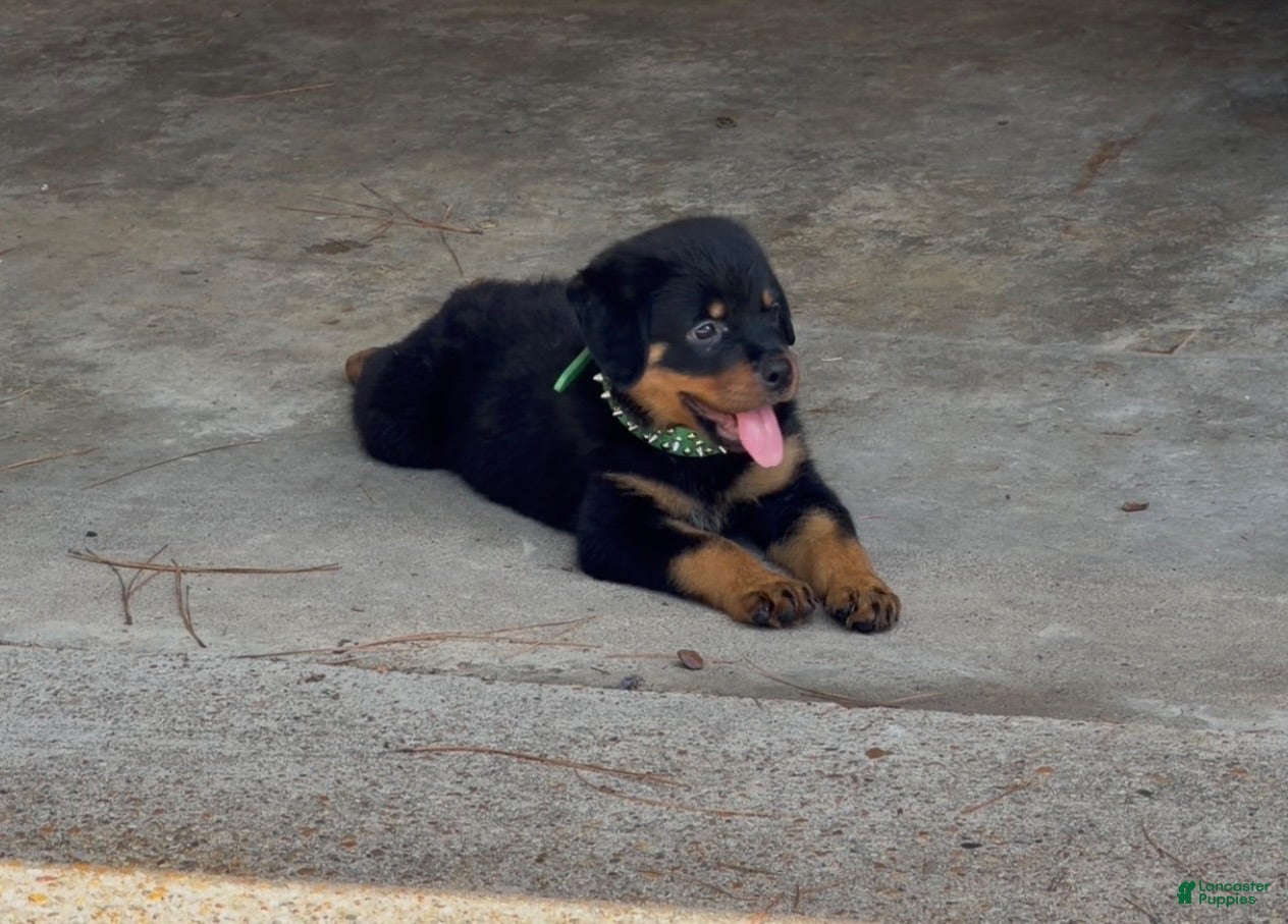 Rottweiler dogs  1 - Ad 29