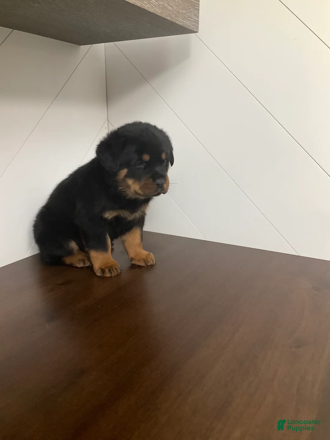 Rottweiler dogs for sale: Rottweiler Puppy 7 - Ad 5