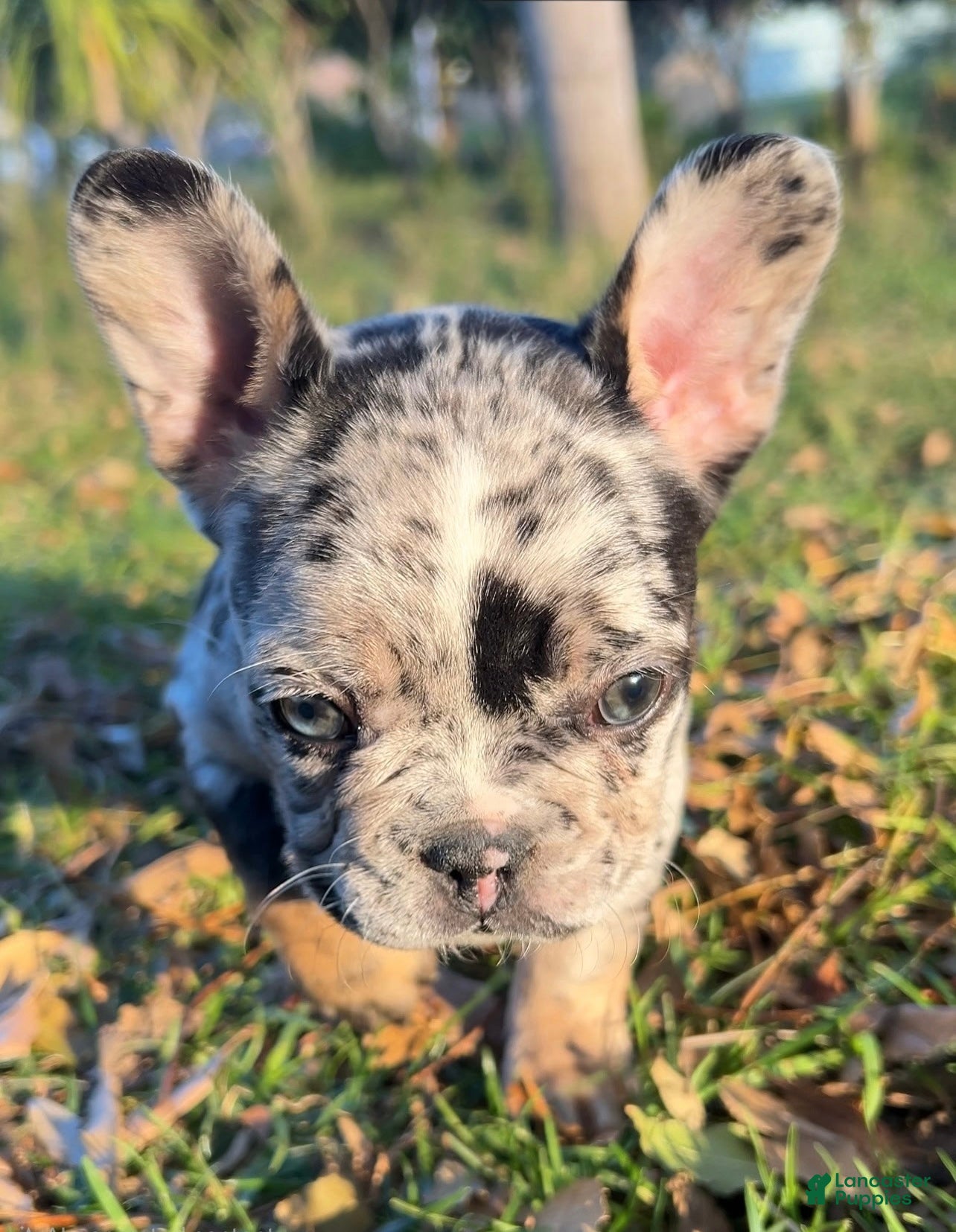 French Bulldog dogs Fluffy Carrier Tri Merle - Ad 14