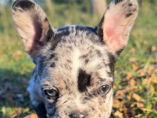 French Bulldog dogs Fluffy Carrier Tri Merle - Ad 18