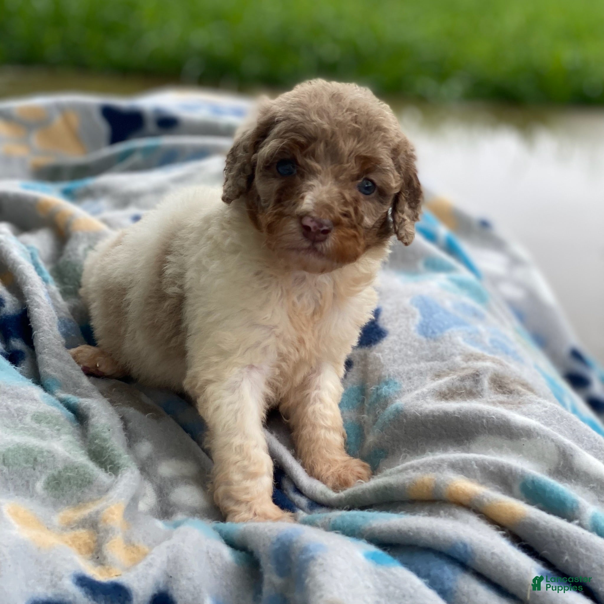 Standard Poodle dogs Snickers - Ad 25