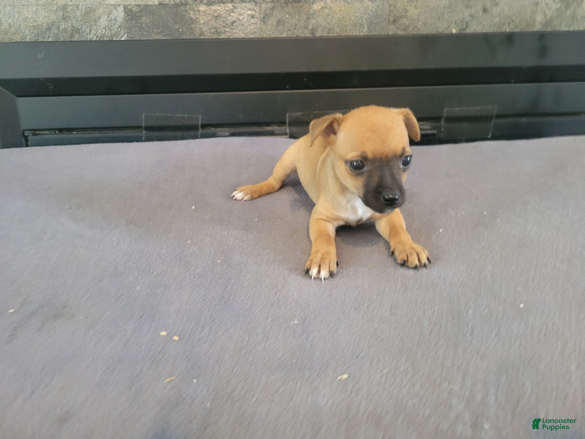 Jack Russell Terrier dogs Daisy - Ad 2