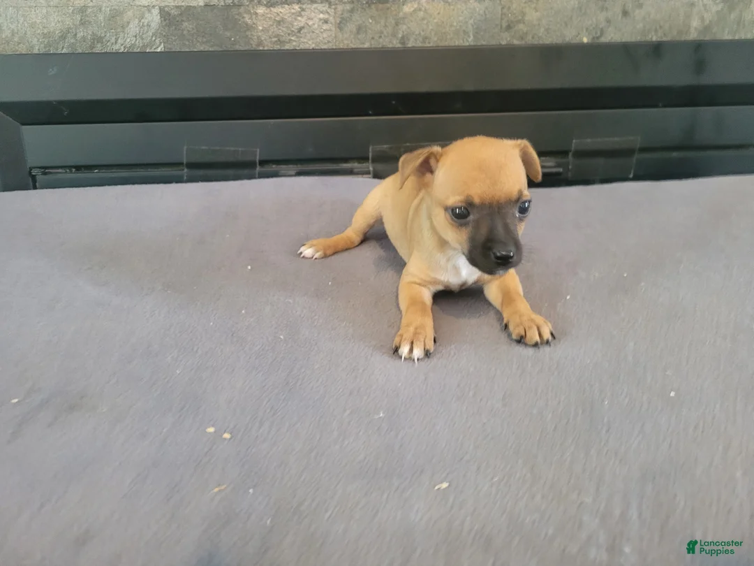 Jack Russell Terrier dogs for sale: Daisy - Ad 2