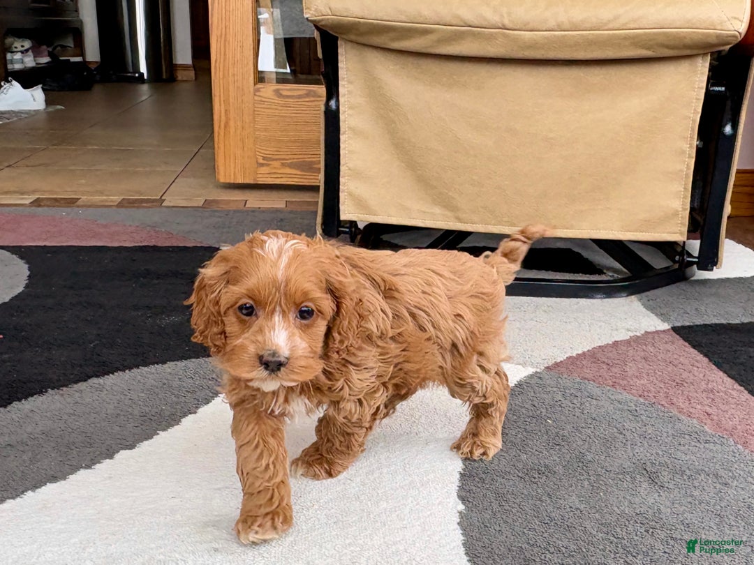 Cockapoo dogs for sale: Cockapoo female 1 - Ad 5