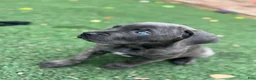 Cane Corso dogs for sale: Prima  - Ad 7