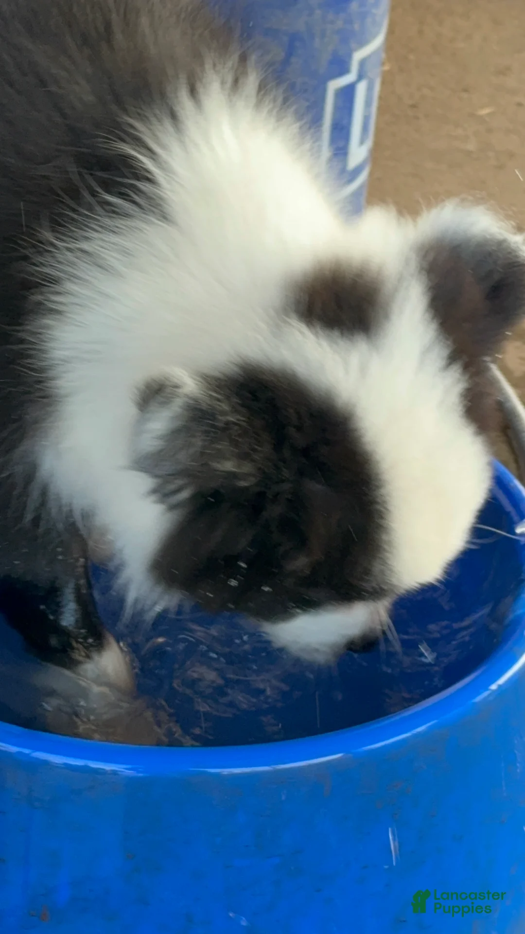 Mixed Breed dogs for sale: Border Aussie 2 - Ad 2