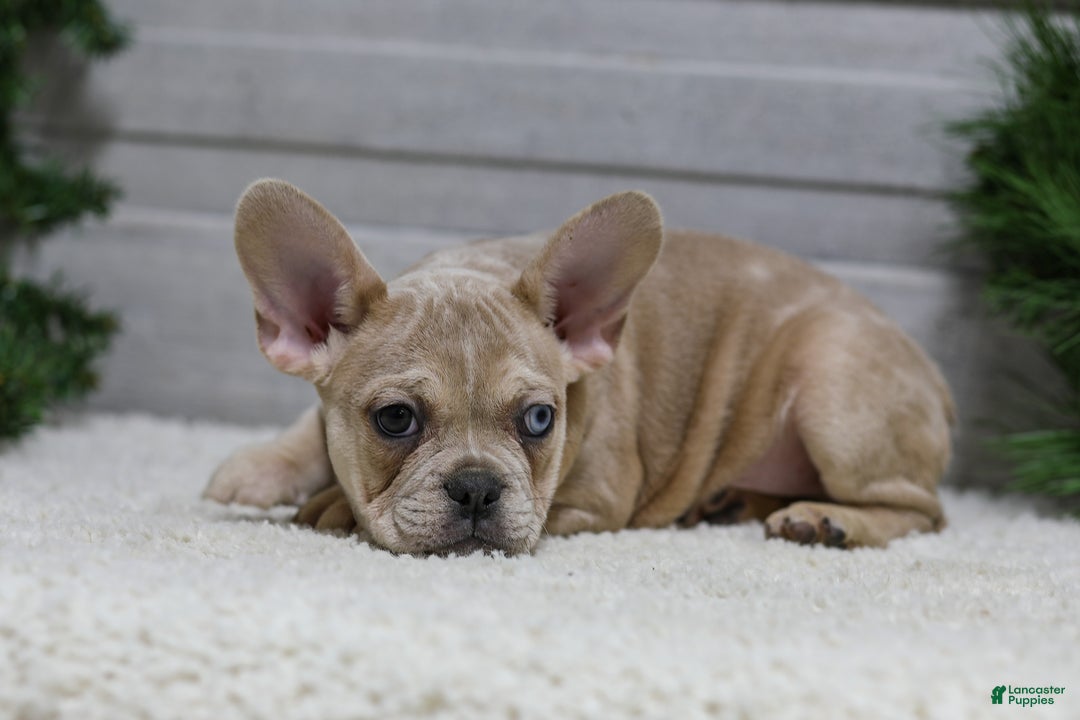 French Bulldog dogs for sale: Cooper - Ad 8