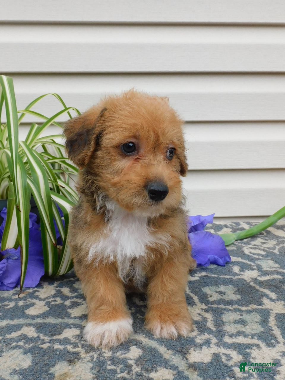 Corgipoo dogs Lucky  - Ad 2
