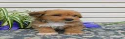 Corgipoo dogs for sale: Lucky  - Ad 2