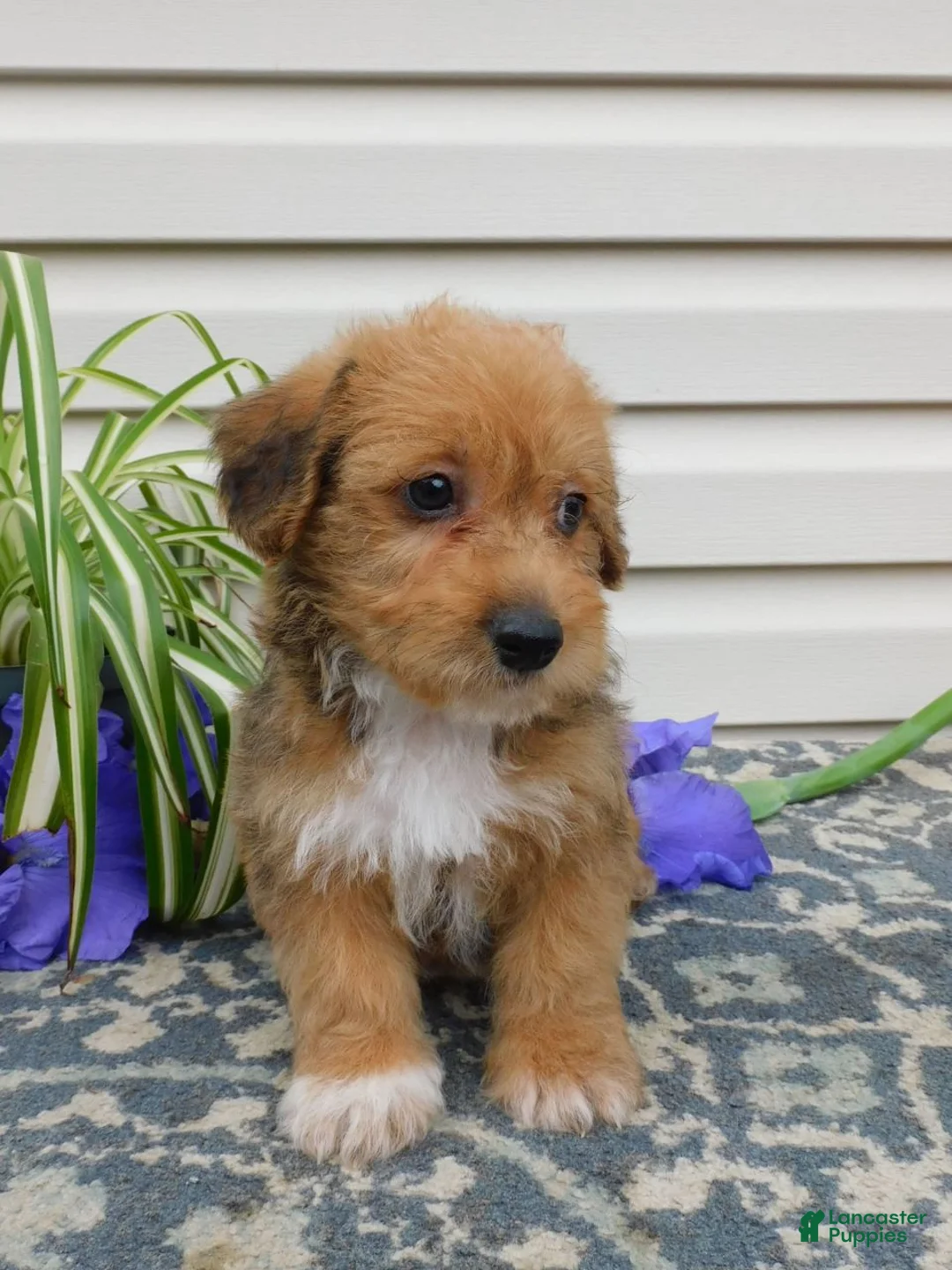 Corgipoo dogs for sale: Lucky  - Ad 2