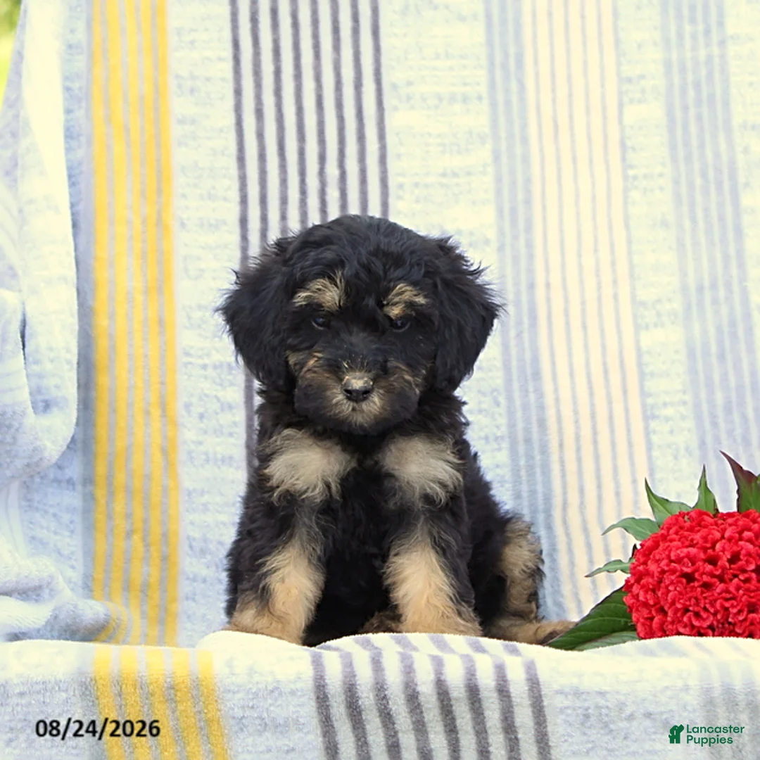 Miniature Poodle dogs for sale: Shadow - Ad 1