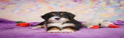 Mini Bernedoodle dogs for sale: Sparky - Ad 12