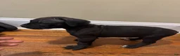 Cane Corso dogs for sale: Cane Corso Puppy 2 - Ad 2