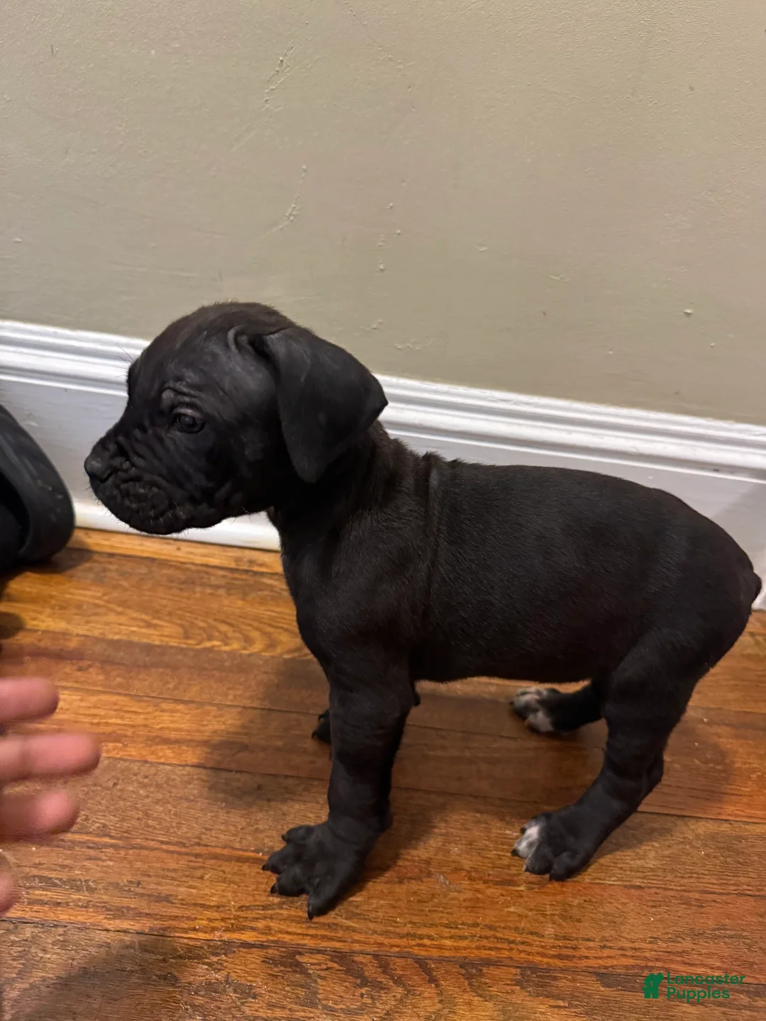 Cane Corso dogs for sale: Cane Corso Puppy 2 - Ad 2