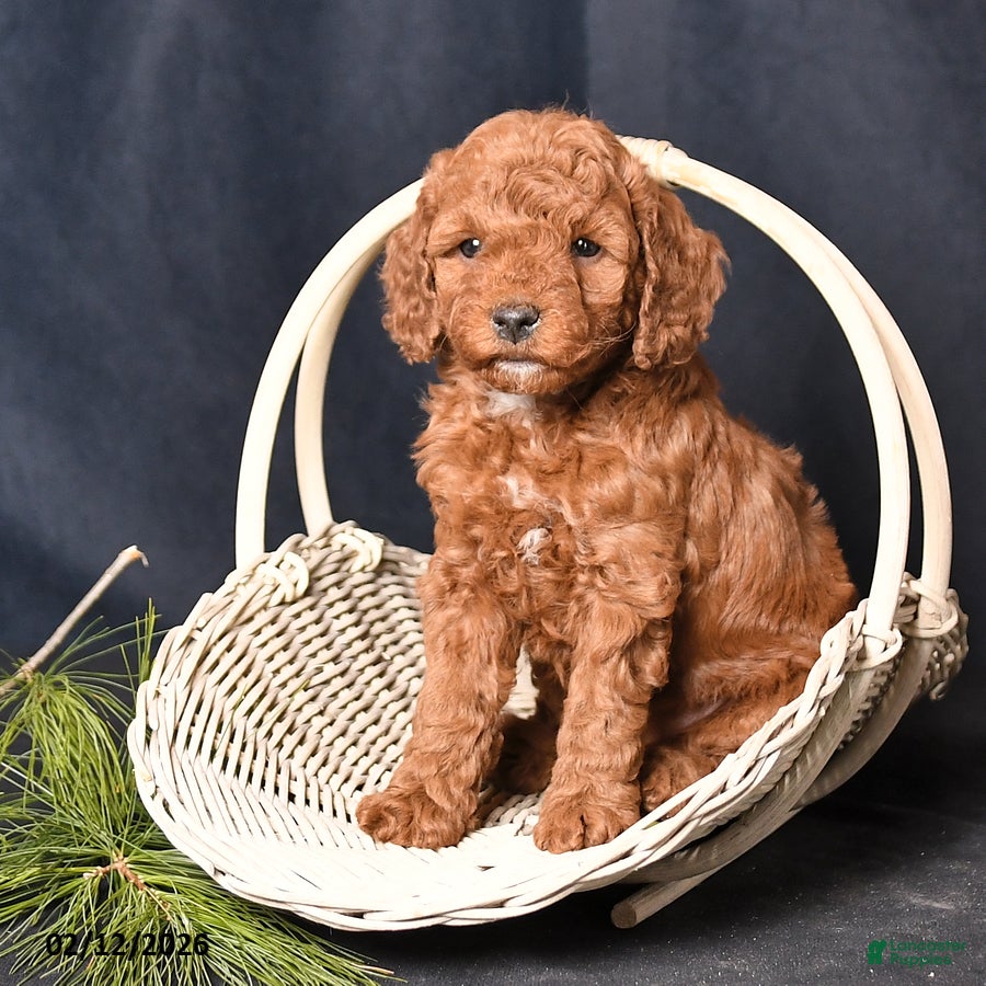 Cockapoo dogs Pansy - Ad 1